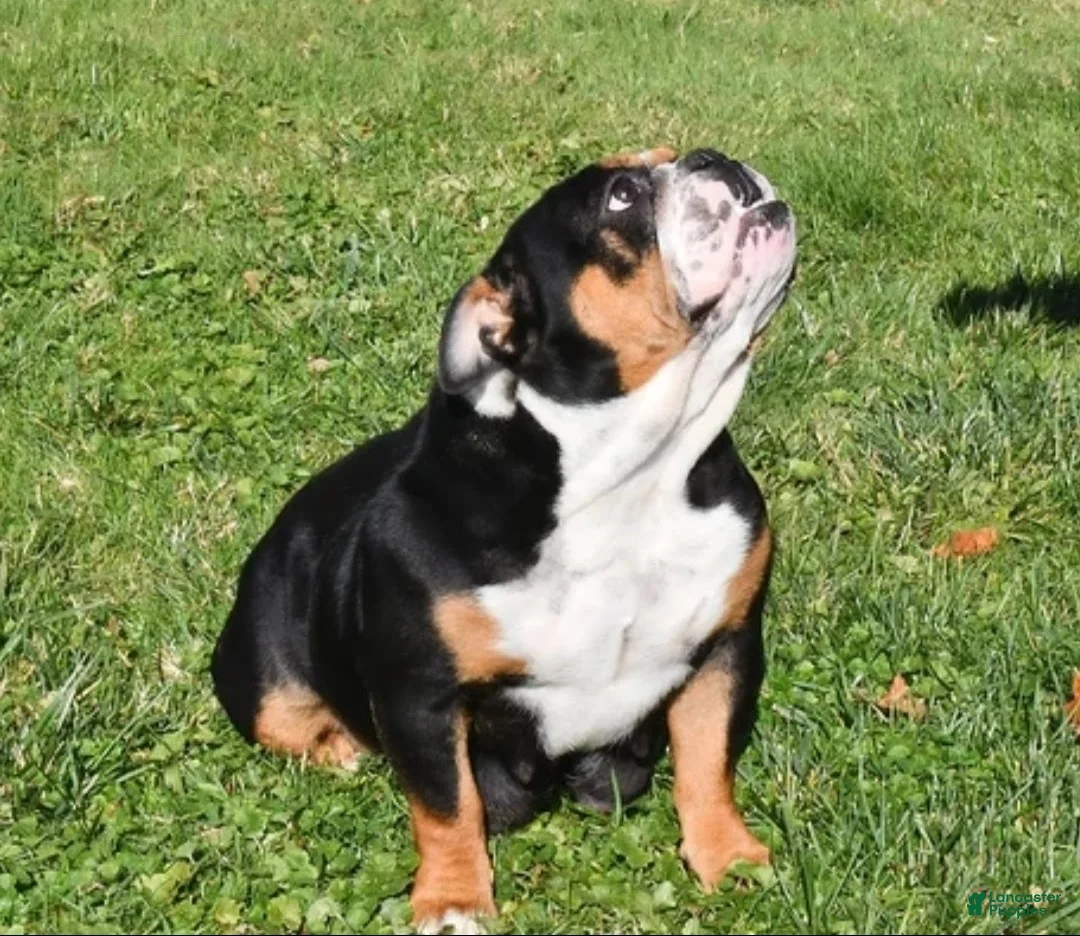 English Bulldog dogs for sale: Roxie - Ad 12