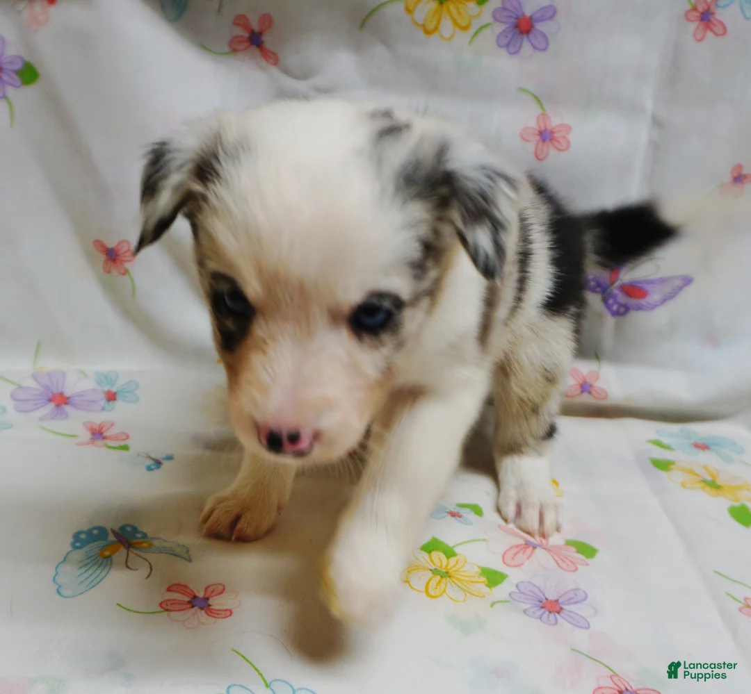 Border Collie dogs for sale: VERA - Ad 1