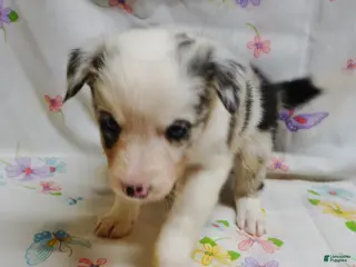 Border Collie dogs VERA - Ad 40