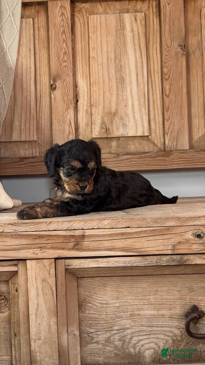 Cavapoo dogs Charlie, A Black & Tan F1B Cavapoo Boy - Ad 1