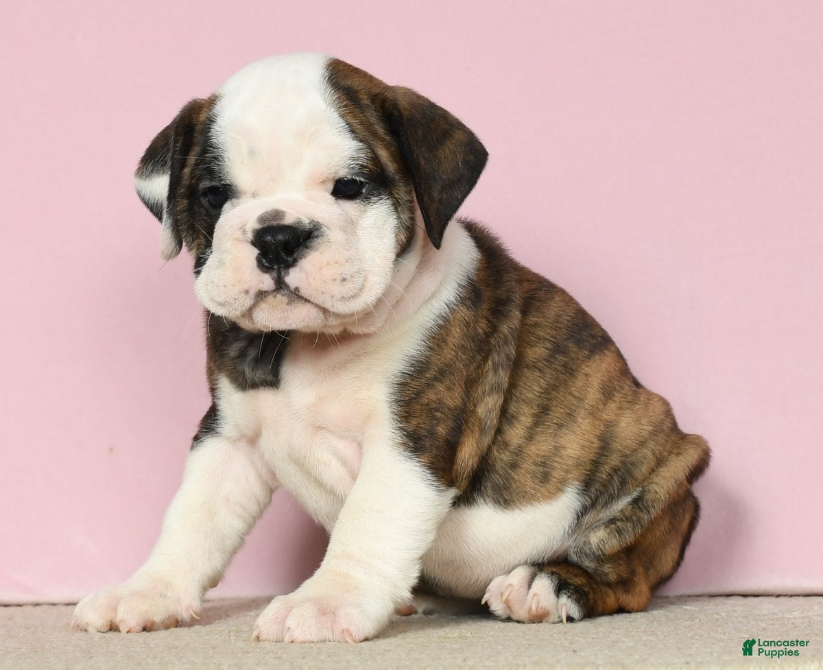 French Bulldog Mix Puppies English Bulldog Puppies Under 1000 - Main Image