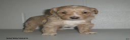 Yorkiepoo dogs for sale: Amber - Ad 13