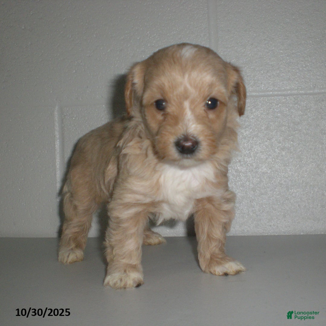Yorkiepoo dogs for sale: Amber - Ad 13