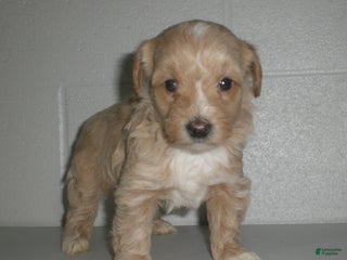 Yorkiepoo dogs - Ad 13