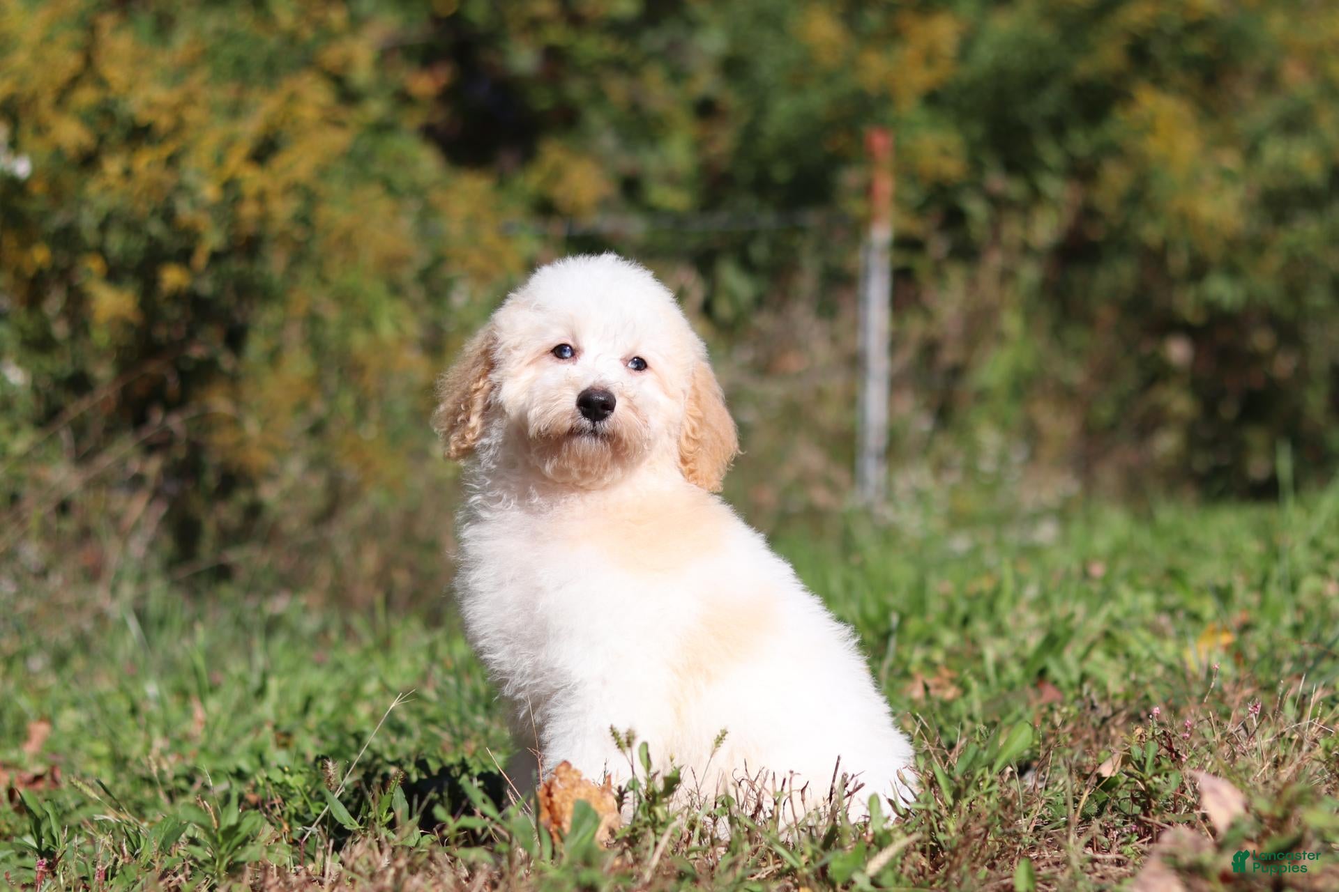 Miniature Poodle dogs Monty (AKC) - Ad 2