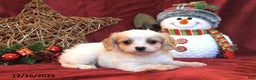 Cavachon dogs for sale: Benji - Ad 2