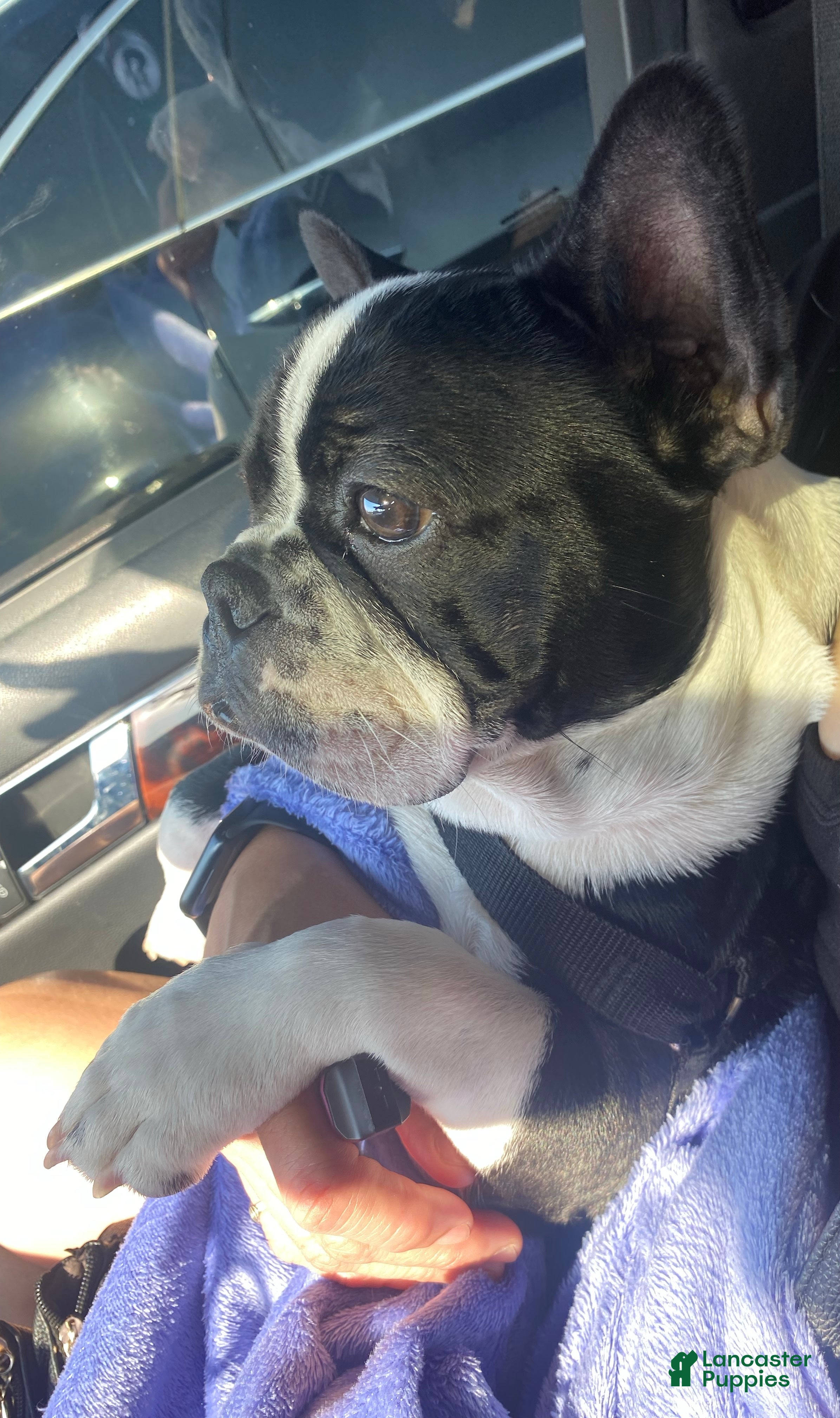 French Bulldog dogs French Bulldog Puppy 1 - Ad 2