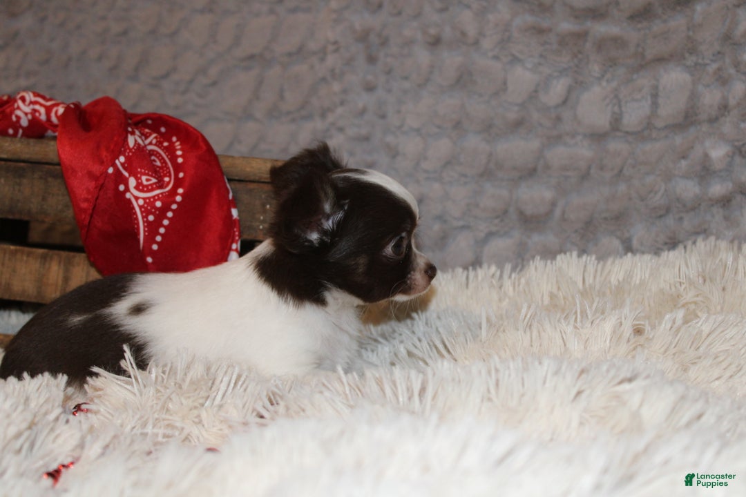 Chihuahua dogs for sale: Chocolate Chip - Ad 3
