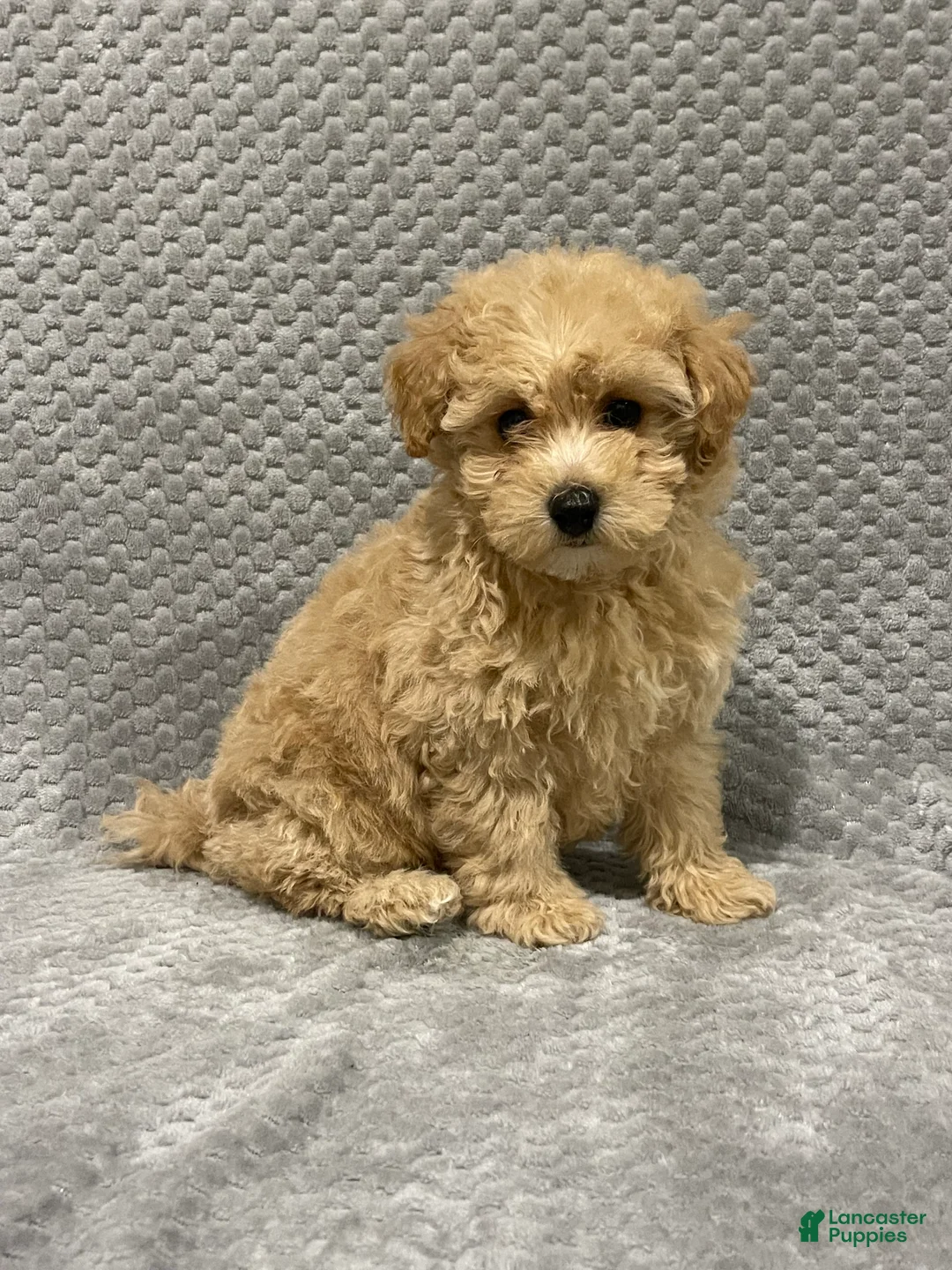 Bichpoo dogs for sale: Flynn - Ad 2