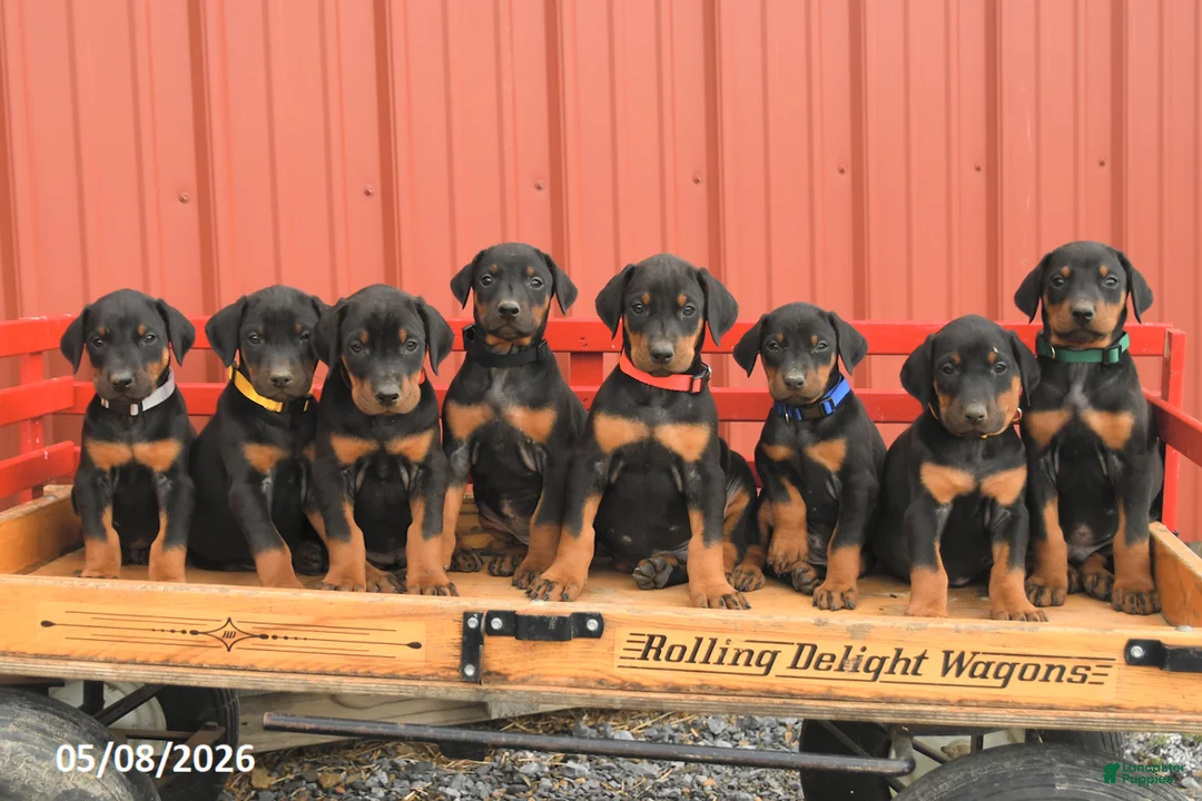 Doberman Pinscher dogs for sale: Roman - Ad 5