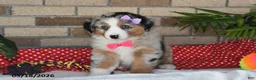 Australian Shepherd dogs for sale: Mindy - Ad 3