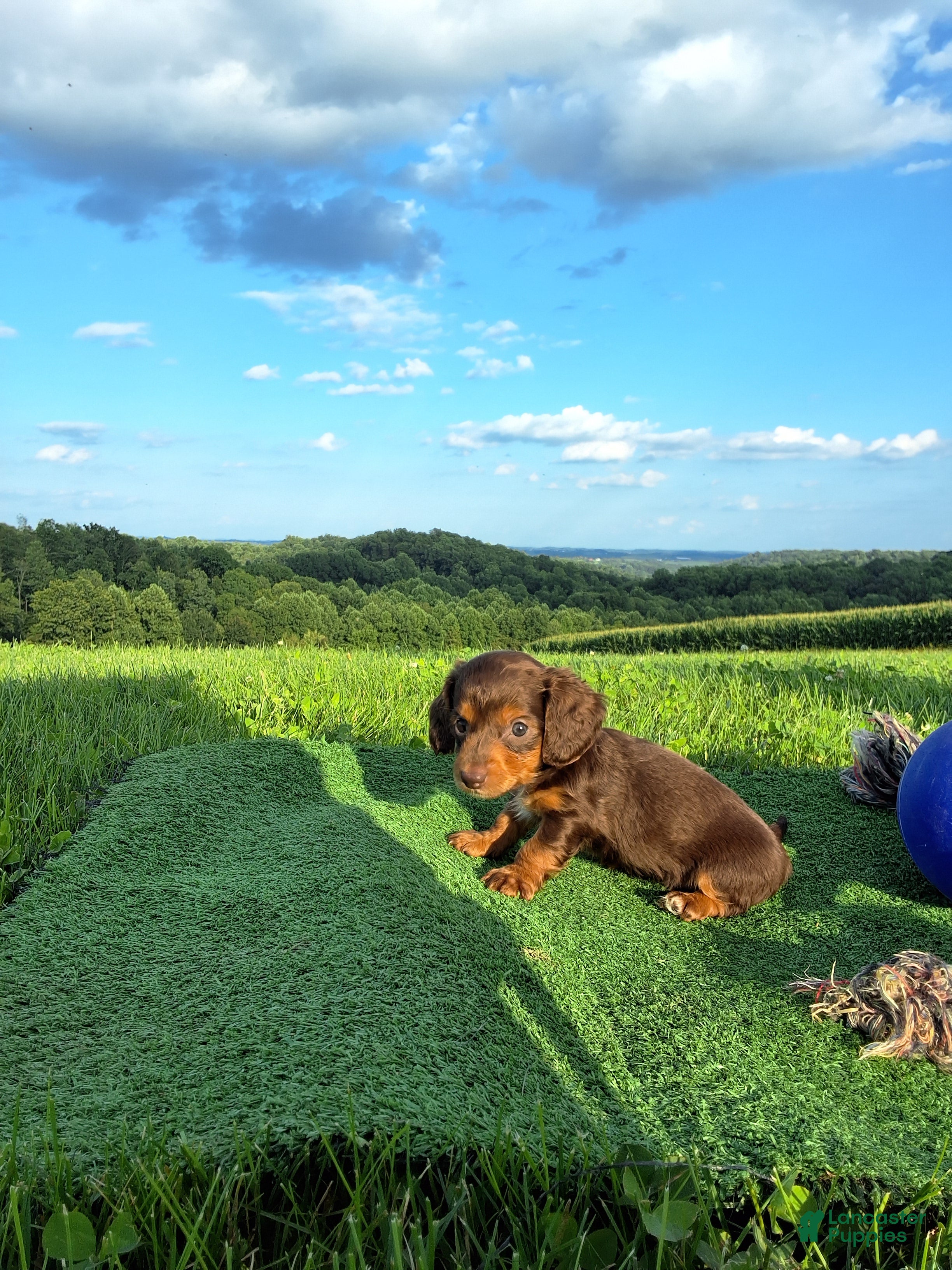 Dachshund dogs Bella - Ad 36