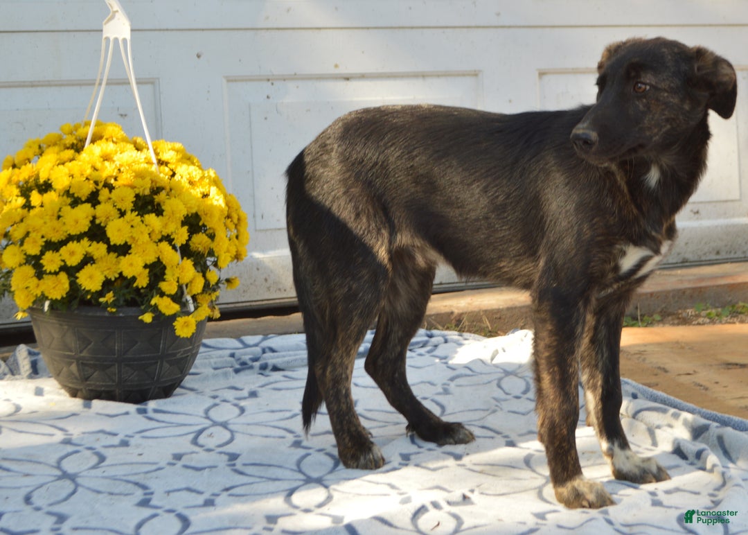 Mixed Breed dogs for sale: Adeline - Ad 3
