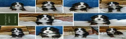 Bernese Mountain Dog dogs for sale: Bailey - Ad 6