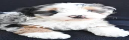 Mixed Breed dogs for sale: Caroline - Ad 4