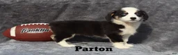 Welsh Corgi Pembroke dogs for sale: Parton - Ad 2