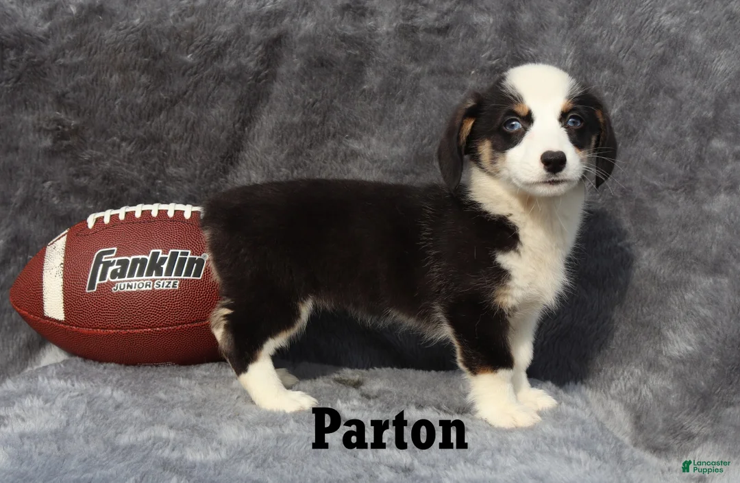 Welsh Corgi Pembroke dogs for sale: Parton - Ad 2