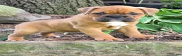 Boxer dogs for sale: Maggie - Ad 5