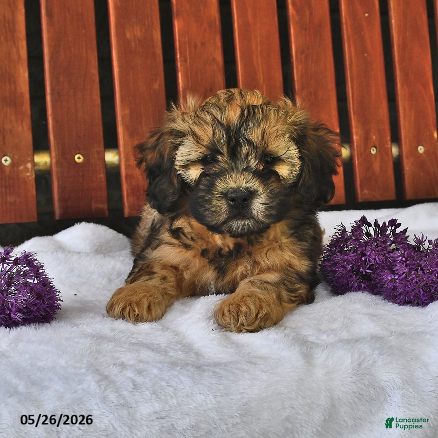 Shihpoo dogs Cassie    - Ad 1