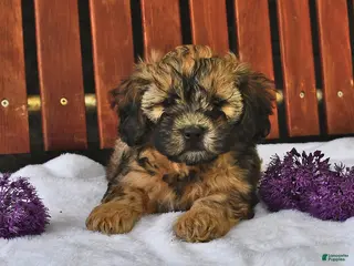Shihpoo dogs for sale: Cassie - Ad 3