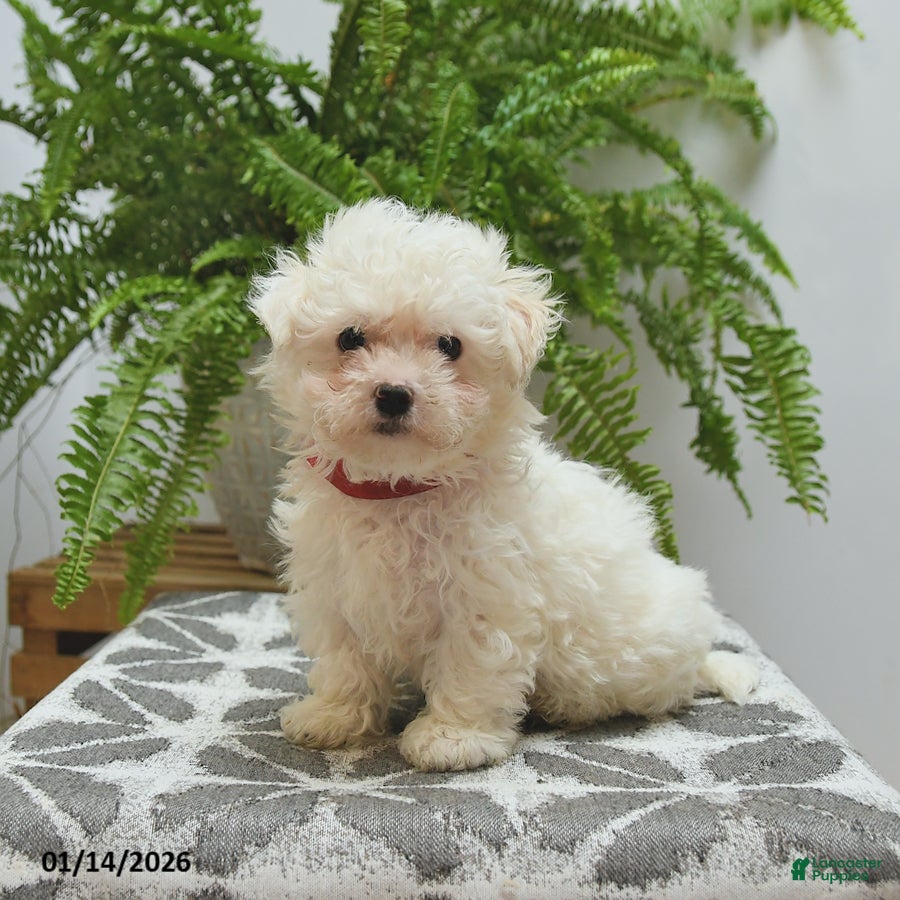 Bichon Frise dogs Skipper - Ad 3