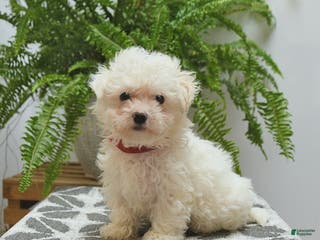 Bichon Frise dogs Skipper - Ad 33