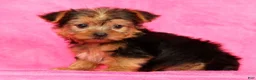 Yorkshire Terrier dogs for sale: Teddy - Ad 5
