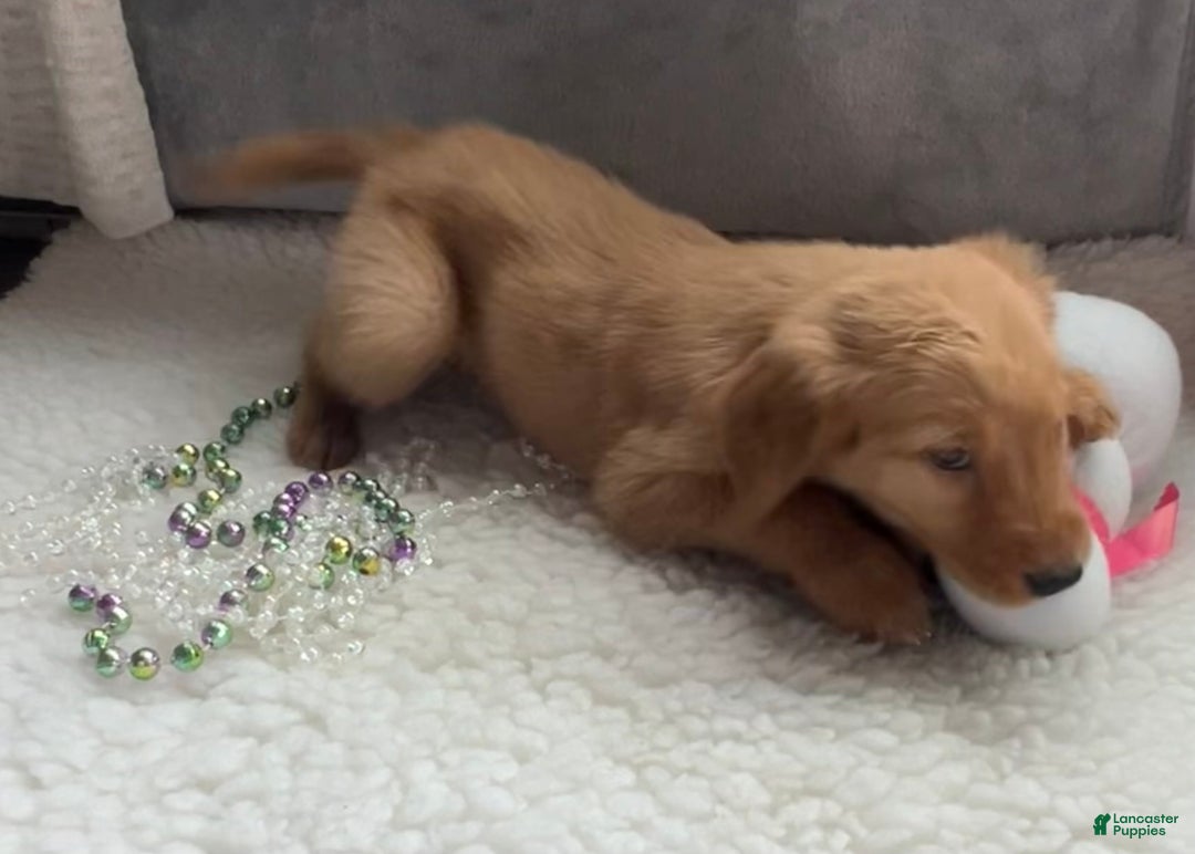 Golden Retriever dogs for sale: Marissa - Ad 6