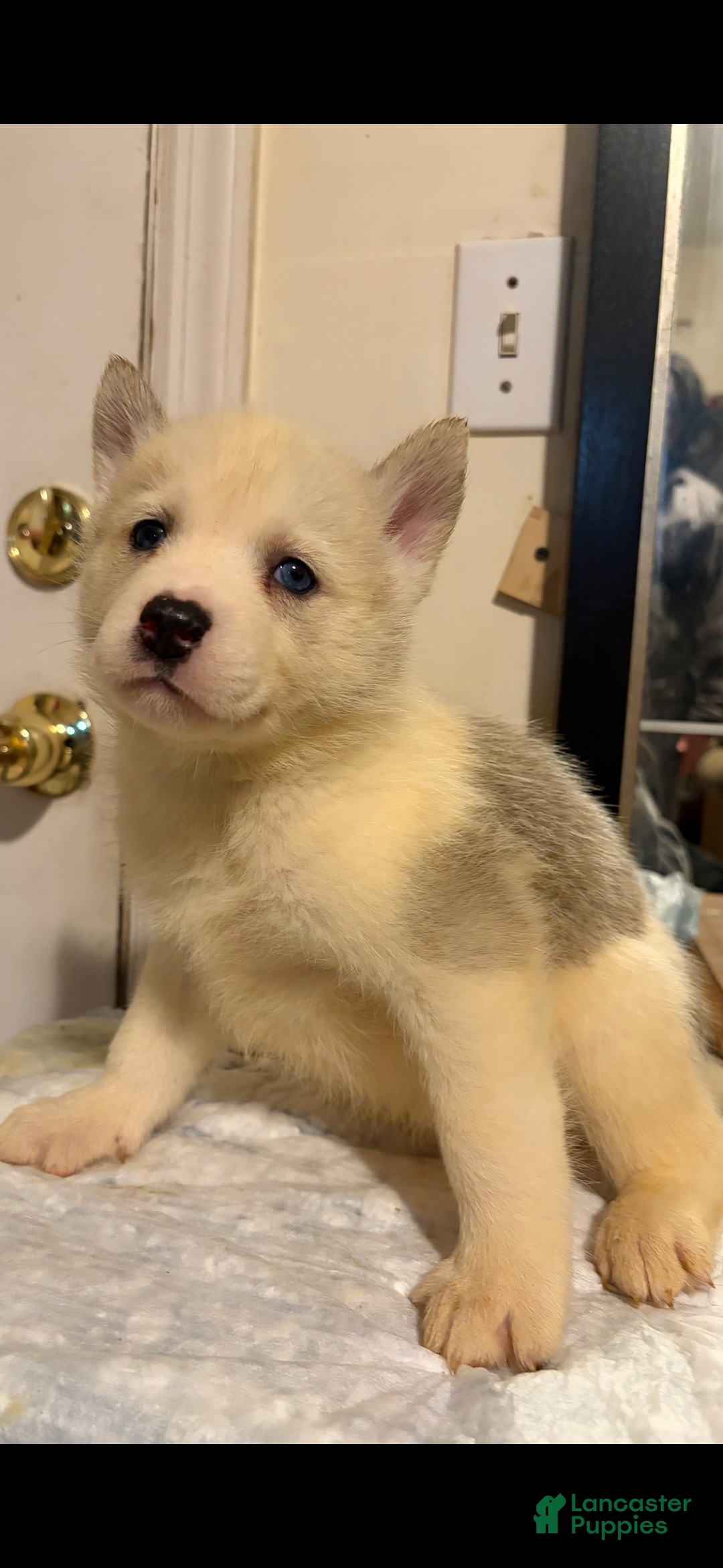 Mixed Breed dogs for sale: blaze - Ad 3