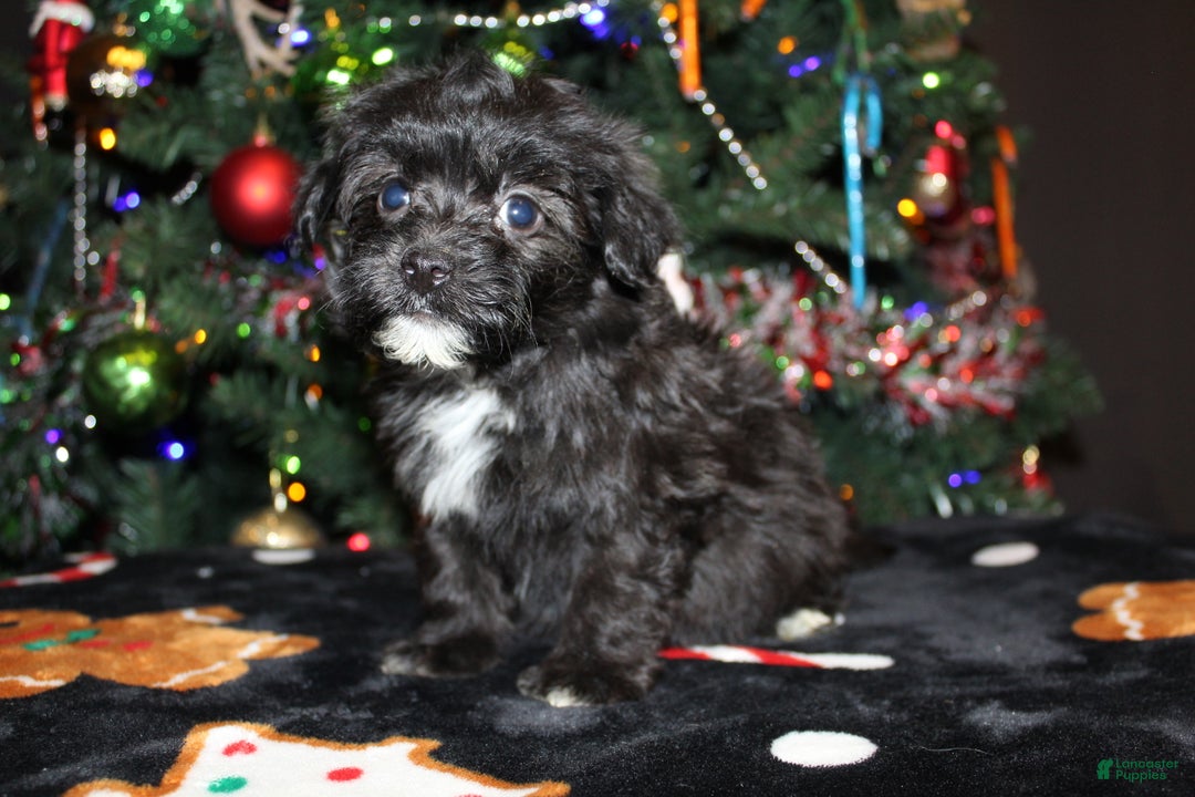 Pomapoo dogs for sale: Ollie - Ad 5