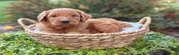 Goldendoodle dogs for sale: Moose - Ad 6