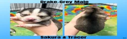 Pomsky dogs for sale: Drake - Ad 7