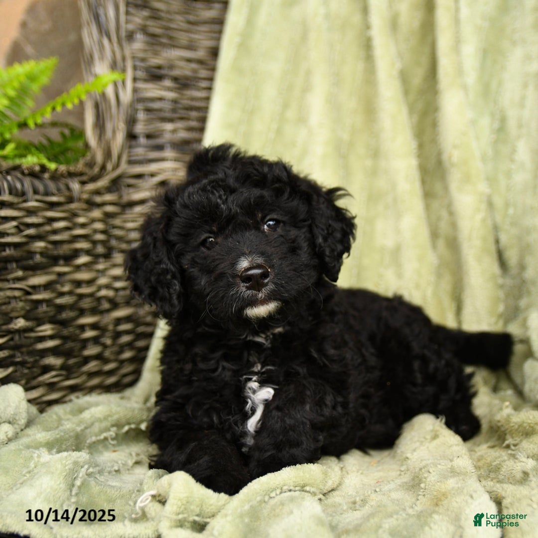 Mixed Breed dogs for sale: Sidney - Ad 4