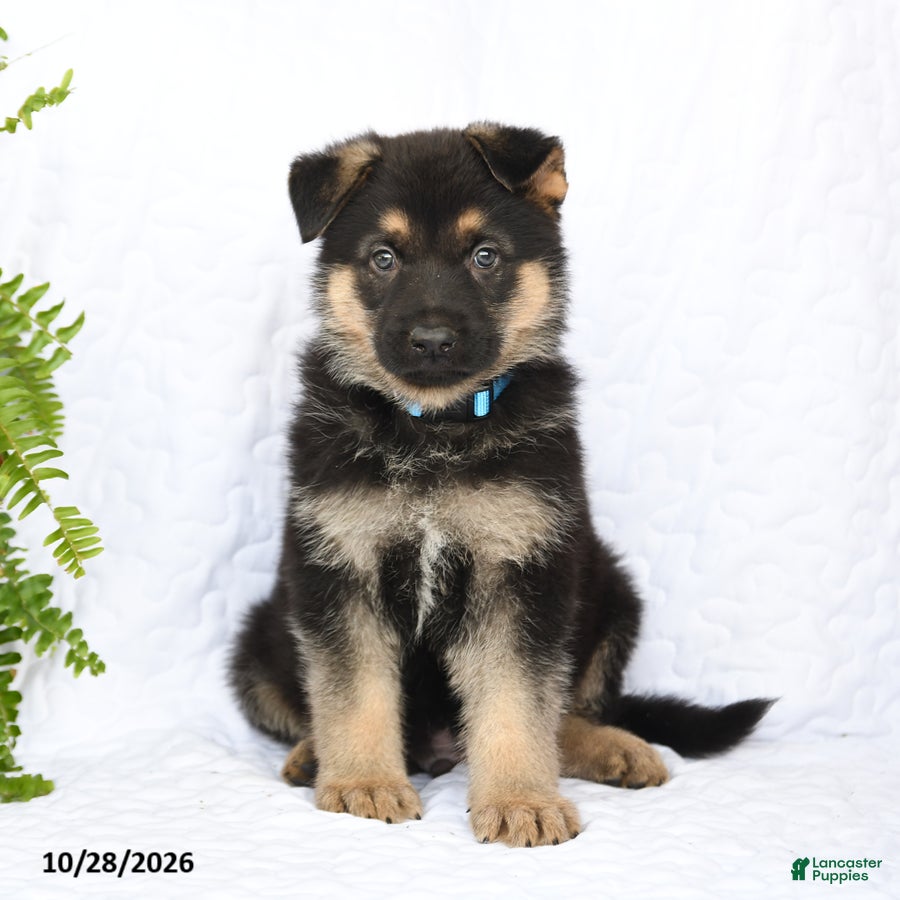 German Shepherd dogs for sale: Ringo - Ad 1