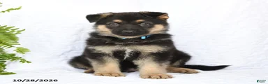 Ringo