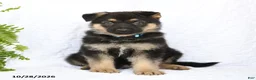 German Shepherd dogs for sale: Ringo - Ad 1