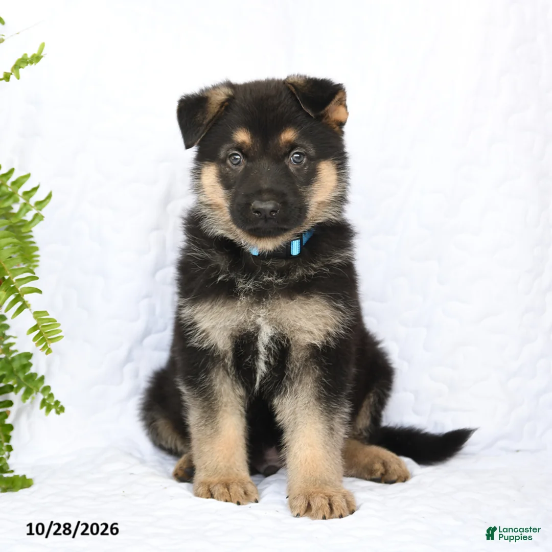 German Shepherd dogs for sale: Ringo - Ad 1
