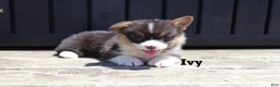 Welsh Corgi Pembroke dogs for sale: Ivy - Ad 3