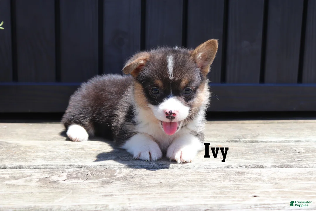 Welsh Corgi Pembroke dogs for sale: Ivy - Ad 3