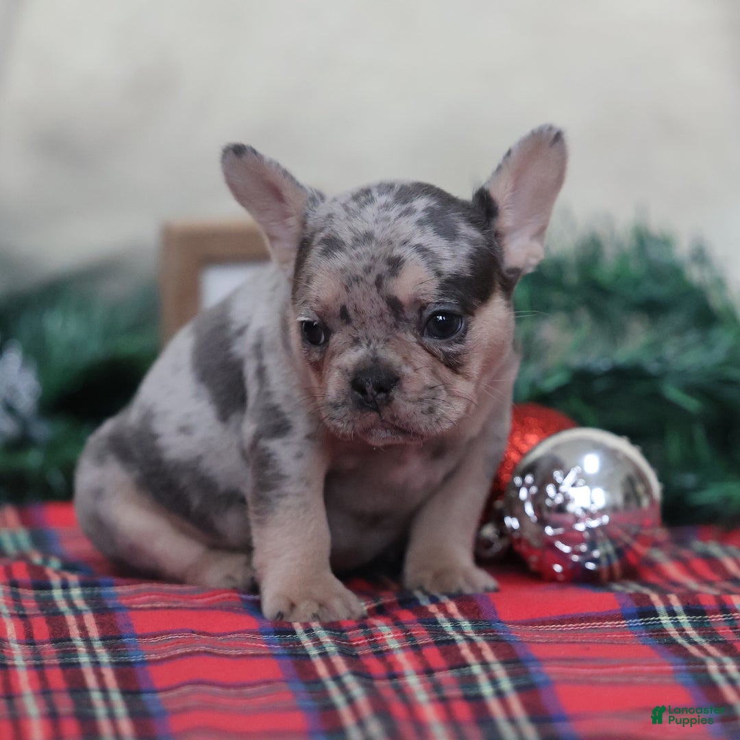 French Bulldog dogs for sale: Amanda - Ad 4