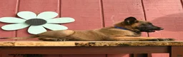 Belgian Malinois dogs for sale: Pringles - Ad 4