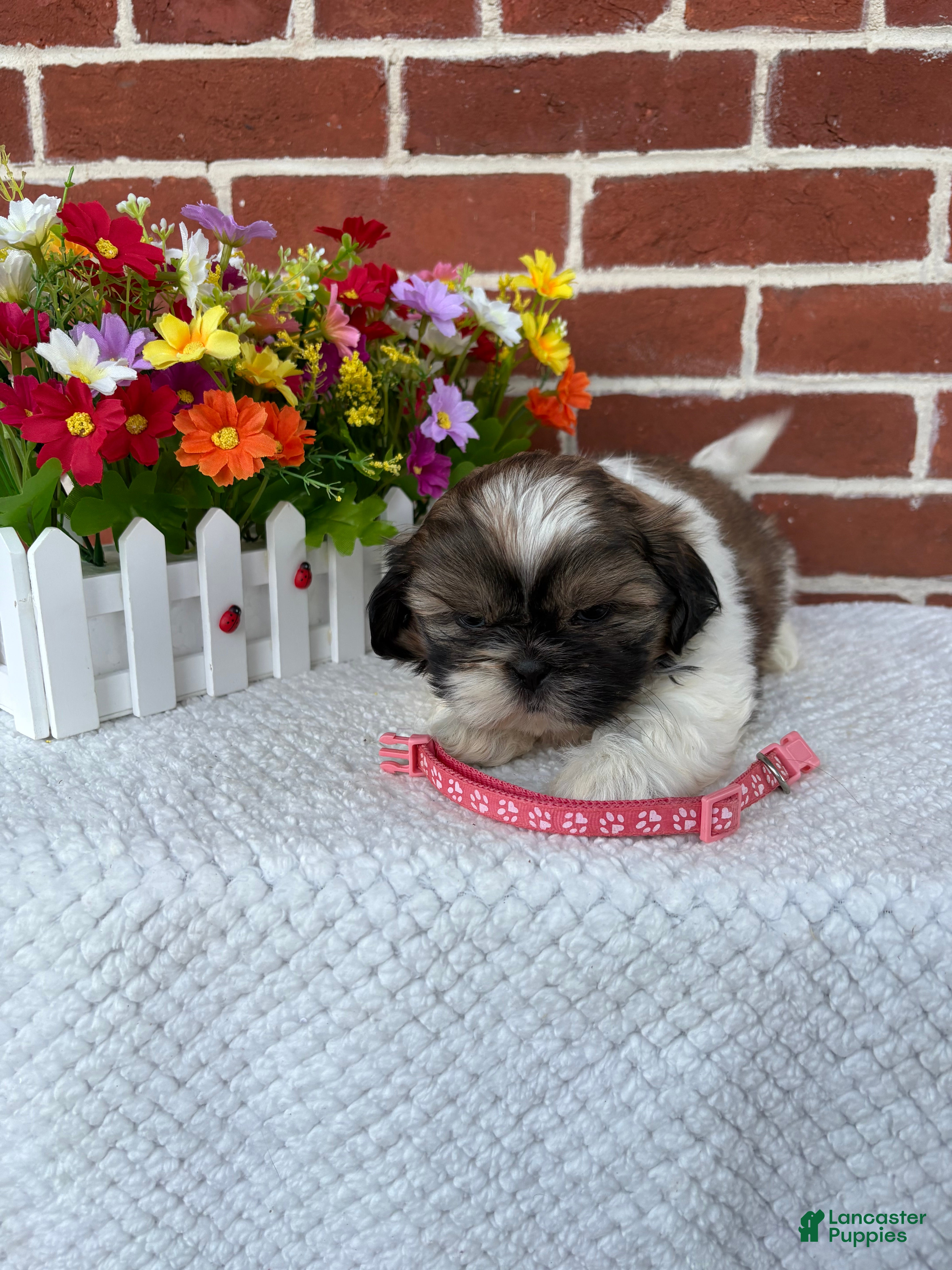 Shih Tzu dogs Carrie - Ad 2