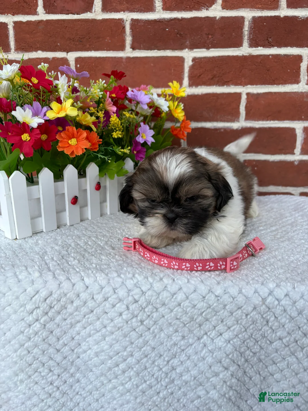 Shih Tzu dogs for sale: Carrie - Ad 2