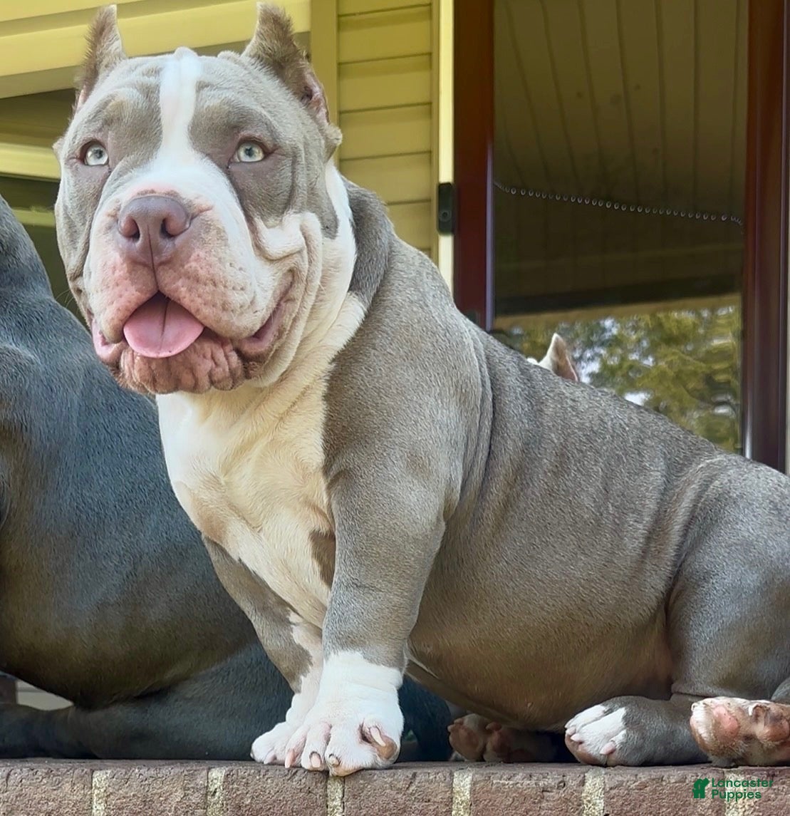 American Bully dogs Armani  - Ad 1