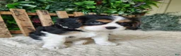 Cavalier King Charles Spaniel dogs for sale: Miles - Ad 8