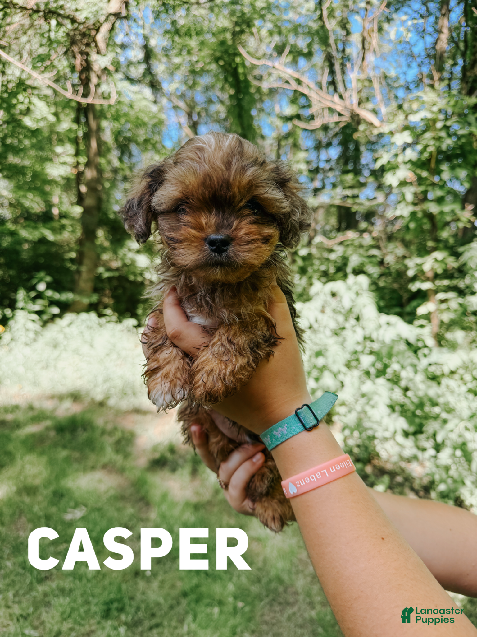 Shihpoo dogs Casper - Ad 26