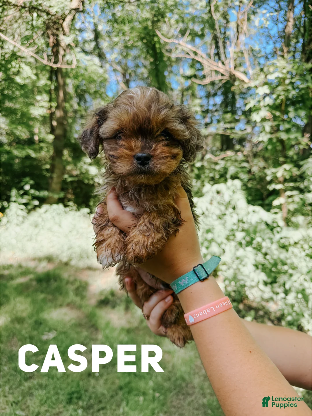 Shihpoo dogs for sale: Casper - Ad 2
