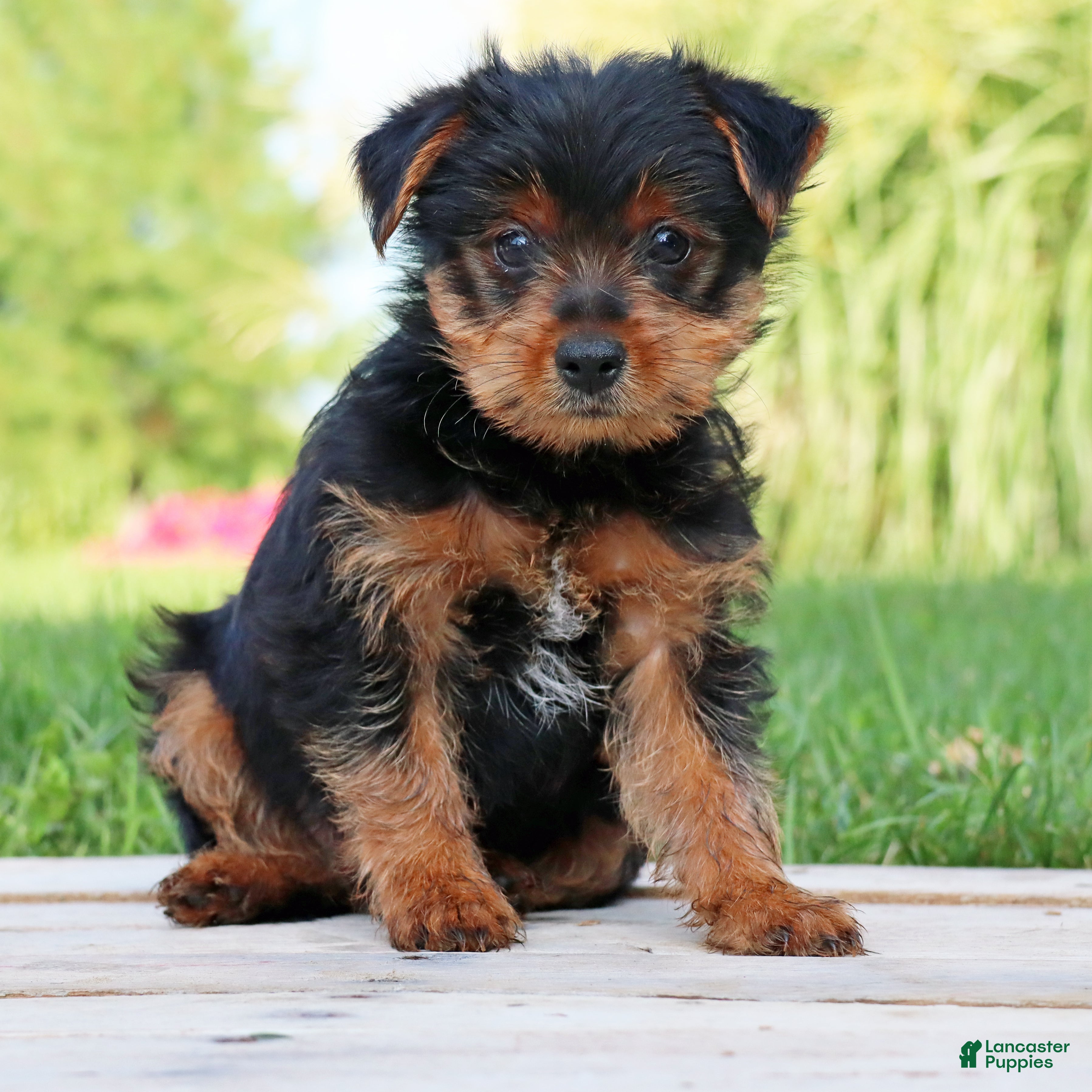 Yorkshire Terrier dogs Pepsi - Ad 2