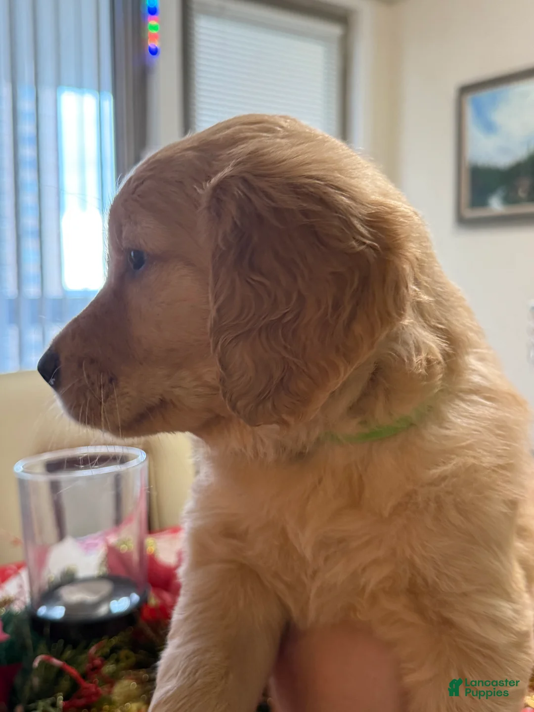 Golden Retriever dogs for sale: Golden Retriever Puppy 1 - Ad 4