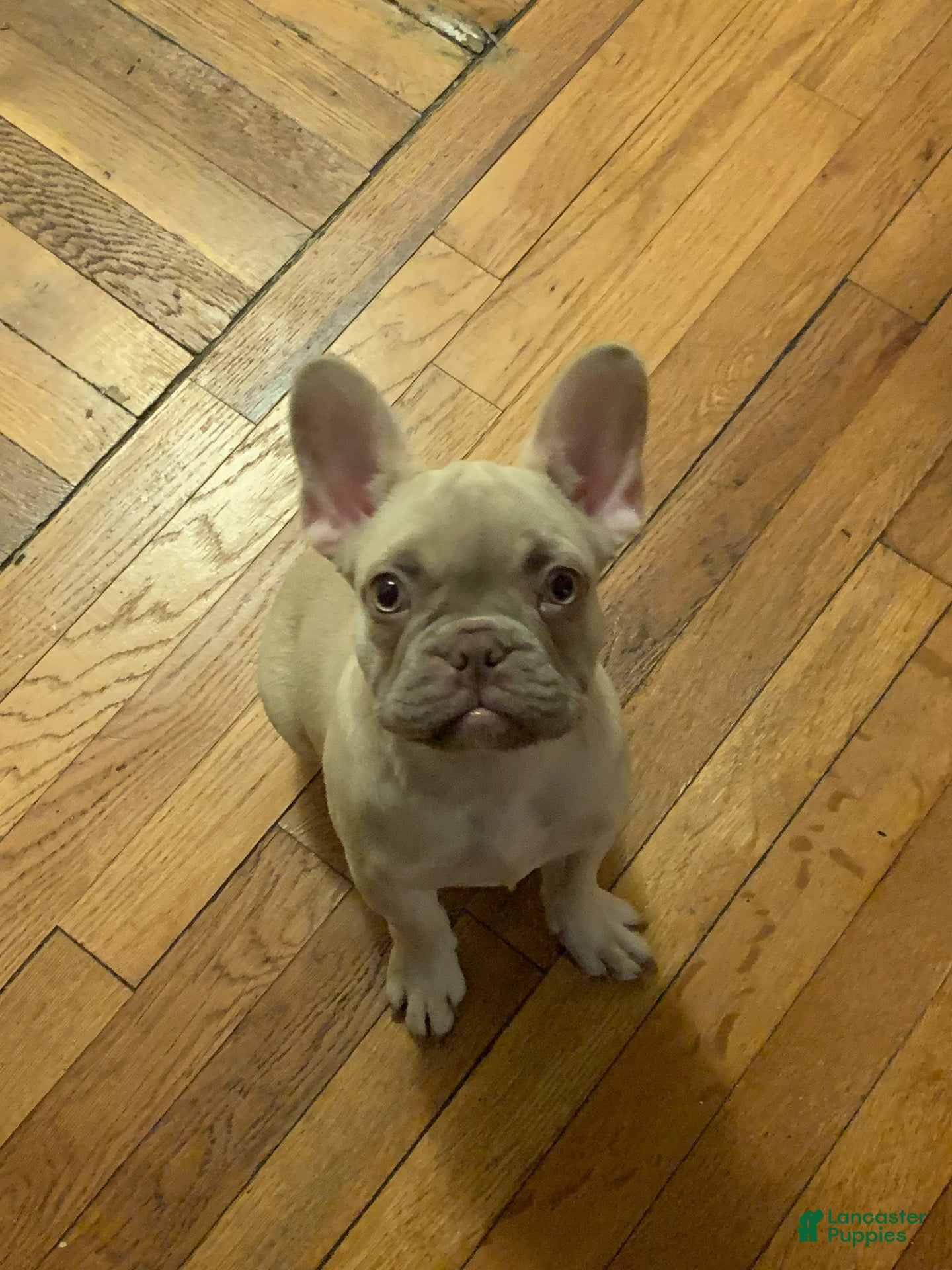 French Bulldog dogs for sale: lola - Ad 2